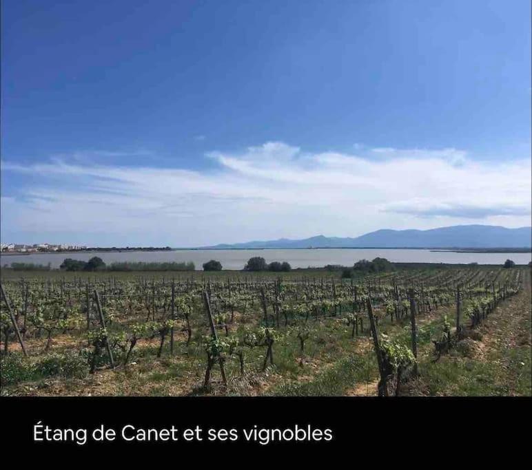 Coquet Appartement Canet-en-Roussillon Eksteriør billede
